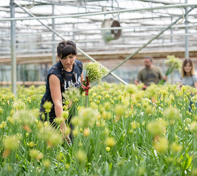 Migrant worker in the flower industry