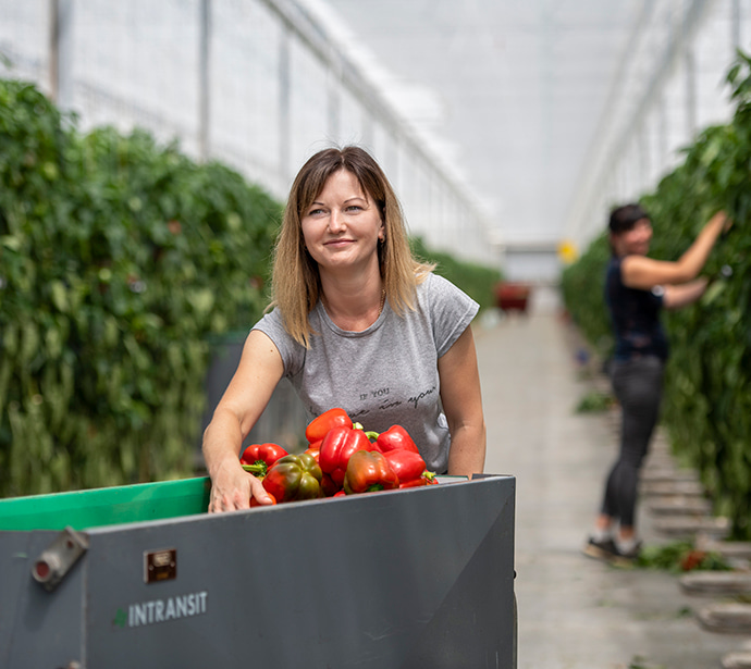 HollandZorg arbeidsmigrant werkzaam in de kas