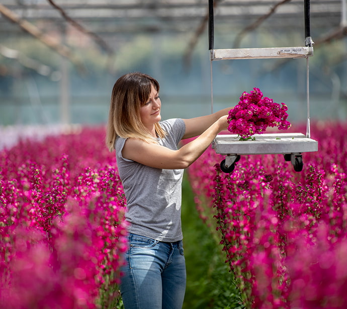 Internationaal medewerker aan het werk in de bloemenkas